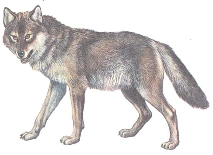 Lobo de dibujos animados sentado sobre fondo blanco Vector Premium Dibujos bonit