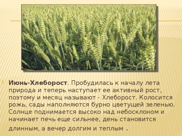 Июнь-Хлеборост . Пробудилась к началу лета природа и теперь наступает ее активный рост, поэтому и месяц называют - Хлеборост. Колосится рожь, сады наполняются бурно цветущей зеленью. Солнце поднимается высоко над небосклоном и начинает печь еще сильнее, день становится длинным, а вечер долгим и теплым .