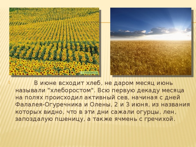           В июне всходит хлеб, не даром месяц июнь называли 