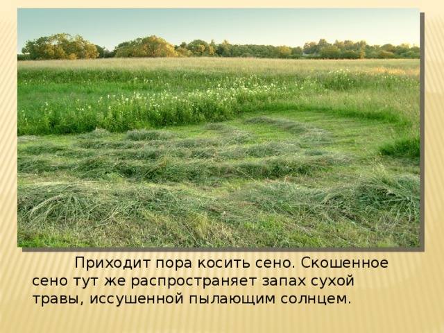 И юль: солнце жаром обдает  О писание второй половины июля (III - IV неделя) .           К середине лета природа достигает самой зрелости, дарит много спелых плодов ягод и целебных трав.          Приходит пора косить сено. Скошенное сено тут же распространяет запах сухой травы, иссушенной пылающим солнцем.  