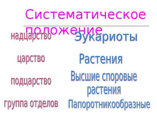 Систематическое положение 