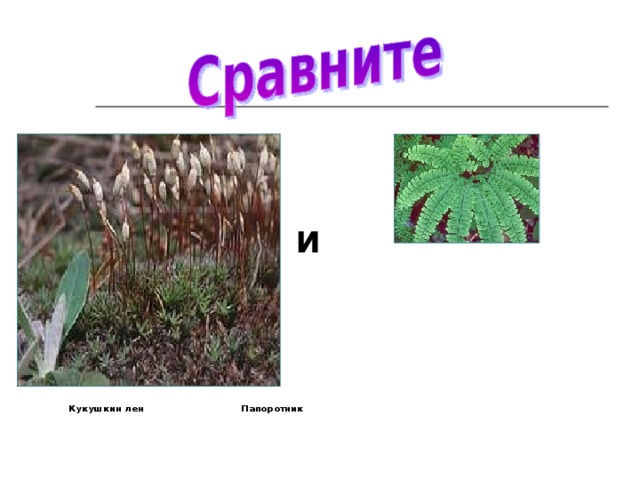 и  Кукушкин лен   Папоротник 