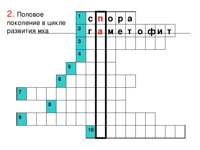 2.  Половое поколение в цикле развития мха 1 с п о р а  и т т о ф е м а г 2 3  4 5 6  7  8 9 10 