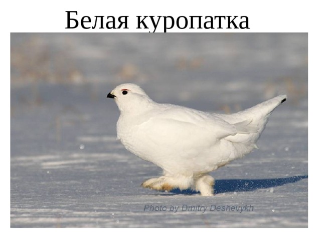 Белая куропатка 