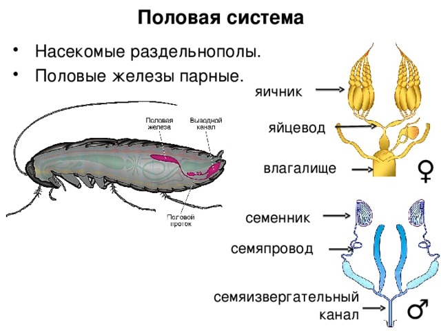 Половая система рака фото Внутреннее строение насекомых.