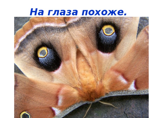 На глаза похоже.