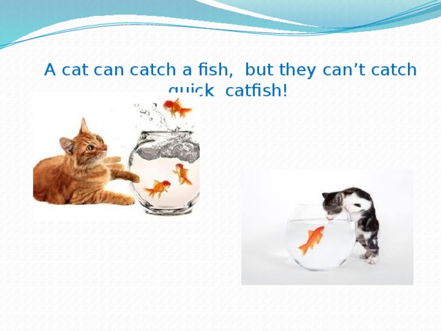 A cat can catch a fish, but they can’t catch quick catfish! 