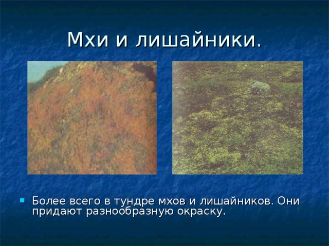 Мхи и лишайники. Более всего в тундре мхов и лишайников. Они придают разнообразную окраску. 