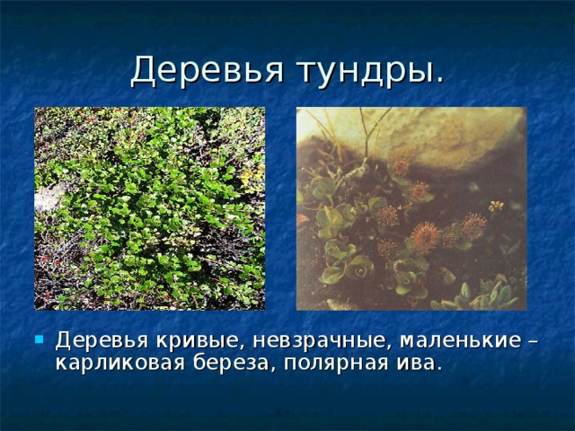 Деревья тундры. Деревья кривые, невзрачные, маленькие – карликовая береза, полярная ива. 