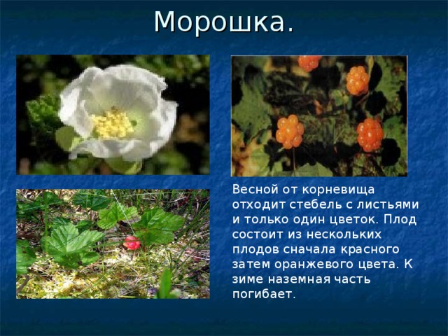 Морошка. Весной от корневища отходит стебель с листьями и только один цветок. Плод состоит из нескольких плодов сначала красного затем оранжевого цвета. К зиме наземная часть погибает. 