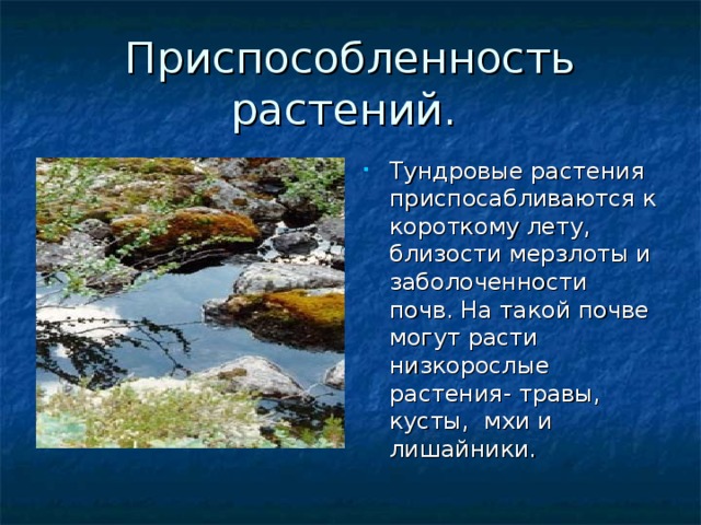 Приспособленность растений. Тундровые растения приспосабливаются к короткому лету, близости мерзлоты и заболоченности почв. На такой почве могут расти низкорослые растения- травы, кусты, мхи и лишайники. 