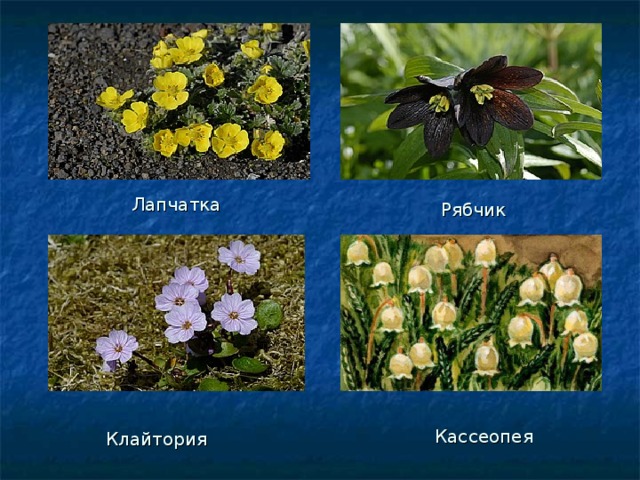 Лапчатка Рябчик Кассеопея Клайтория 