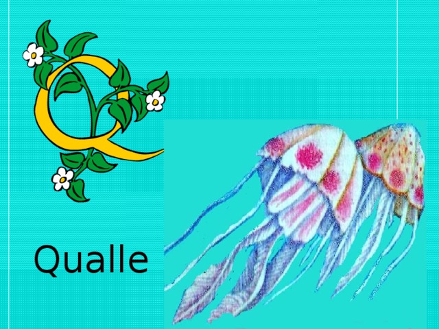 Qualle