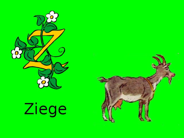 Ziege