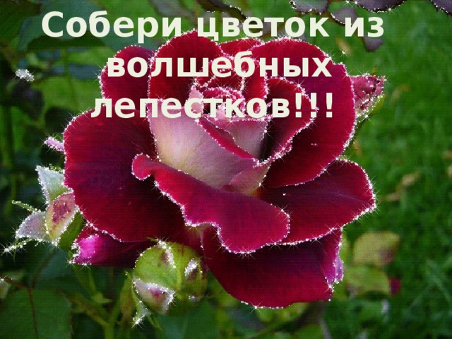 Собери цветок из волшебных лепестков!!!
