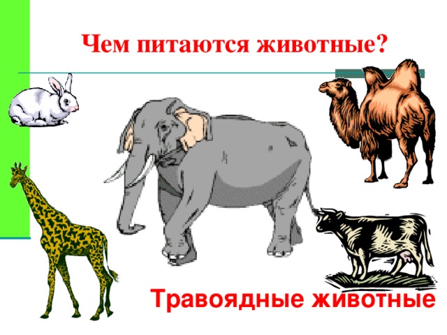 Чем питаются животные? Травоядные животные  