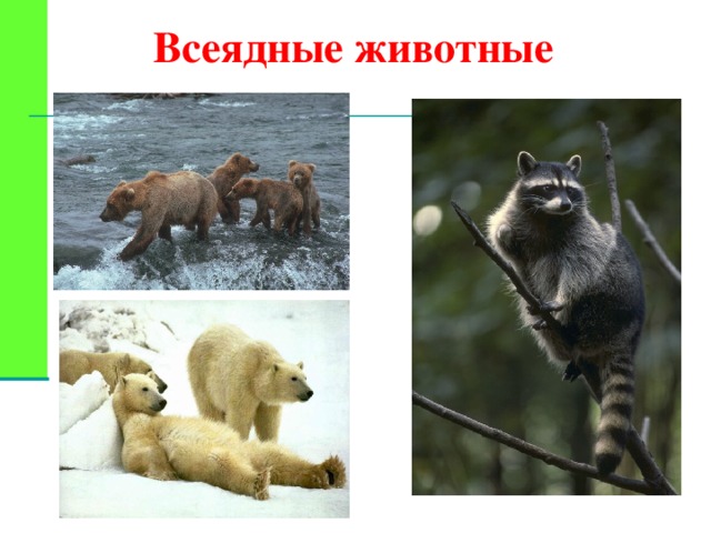 Всеядные животные 