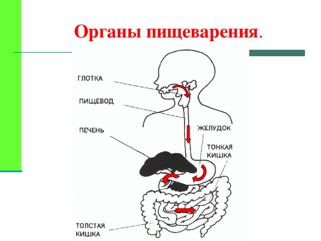 Органы пищеварения 