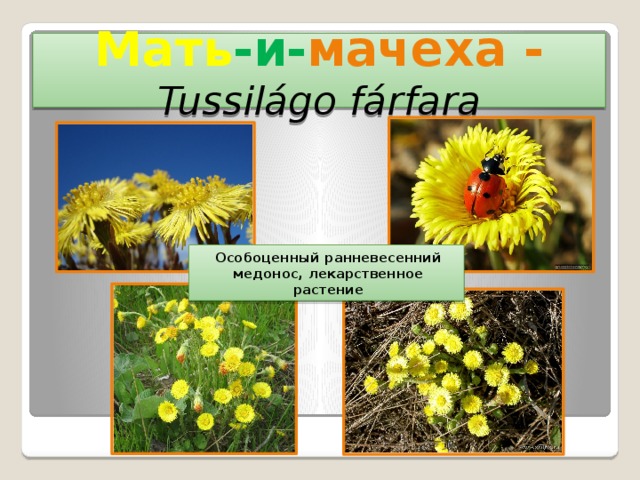 Мать -и- мачеха -  Tussilágo fárfara Особоценный ранневесенний медонос, лекарственное растение 