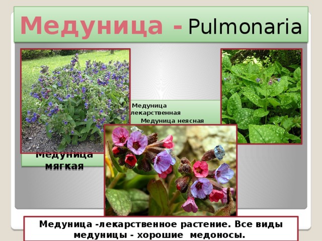 Медуница -  Pulmonaria  Медуница лекарственная   Медуница неясная   Медуница мягкая Медуница -лекарственное растение. Все виды медуницы - хорошие  медоносы. 