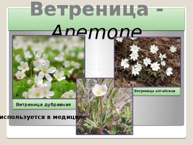 Ветреница - Anemone Ветреница алтайская Ветреница дубравная   используется в медицине 