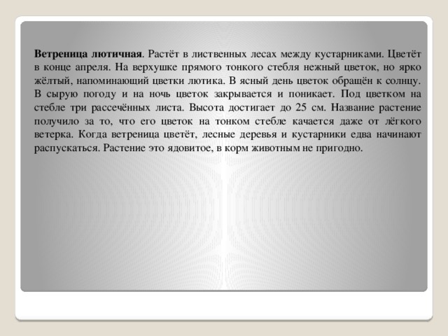 Ветреница лютичная . Растёт в лиственных лесах между кустарниками. Цветёт в конце апреля. На верхушке прямого тонкого стебля нежный цветок, но ярко жёлтый, напоминающий цветки лютика. В ясный день цветок обращён к солнцу. В сырую погоду и на ночь цветок закрывается и поникает. Под цветком на стебле три рассечённых листа. Высота достигает до 25 см. Название растение получило за то, что его цветок на тонком стебле качается даже от лёгкого ветерка. Когда ветреница цветёт, лесные деревья и кустарники едва начинают распускаться. Растение это ядовитое, в корм животным не пригодно. 