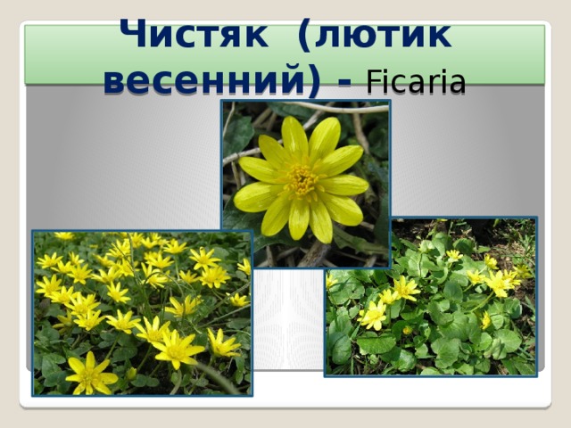 Чистяк (лютик весенний) -  Ficaria 