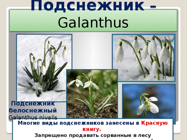 Подснежник – Galanthus  Подснежник белоснежный Galanthus nivalis  Многие виды подснежников занесены в Красную книгу. Запрещено продавать сорванные в лесу подснежники, нарушителям грозит штраф  