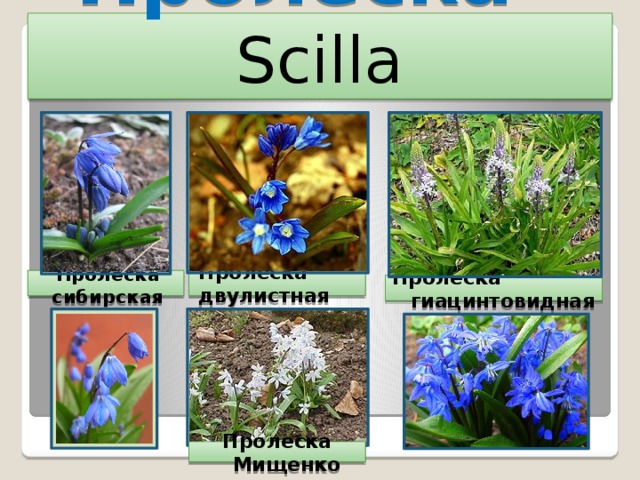 Пролеска -  Scilla Пролеска сибирская Пролеска двулистная Пролеска гиацинтовидная Пролеска Мищенко 