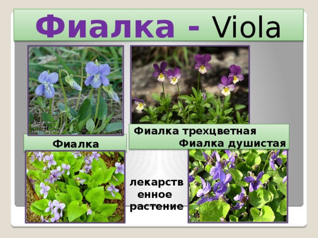 Фиалка -  Viola Фиалка трехцветная  Фиалка душистая Фиалка собачья лекарственное растение 