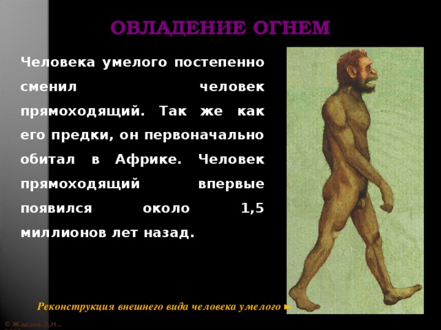 ОВЛАДЕНИЕ ОГНЕМ Человека умелого постепенно сменил человек прямоходящий. Так же как его предки, он первоначально обитал в Африке. Человек прямоходящий впервые появился около 1,5 миллионов лет назад. Реконструкция внешнего вида человека умелого ► © Жадаев Д.Н., 2005 