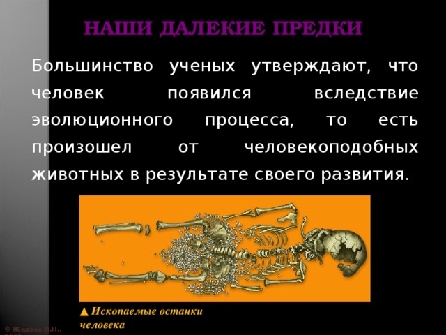 НАШИ ДАЛЕКИЕ ПРЕДКИ Большинство ученых утверждают, что человек появился вследствие эволюционного процесса, то есть произошел от человекоподобных животных в результате своего развития. ▲ Ископаемые останки человека © Жадаев Д.Н., 2005 