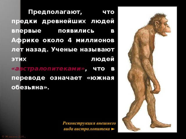  Предполагают, что предки древнейших людей впервые появились в Африке около 4 миллионов лет назад. Ученые называют этих людей «австралопитеками» , что в переводе означает «южная обезьяна». Реконструкция внешнего вида австралопитека ► © Жадаев Д.Н., 2005 