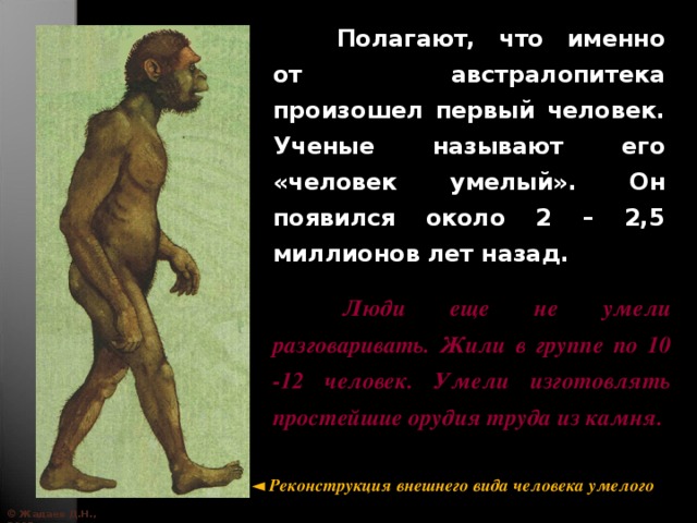  Полагают, что именно от австралопитека произошел первый человек. Ученые называют его «человек умелый». Он появился около 2 – 2,5 миллионов лет назад.  Люди еще не умели разговаривать. Жили в группе по 10 -12 человек. Умели изготовлять простейшие орудия труда из камня. ◄ Реконструкция внешнего вида человека умелого © Жадаев Д.Н., 2005 