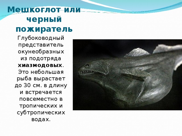 Как выглядит черный живоглот Загадочный и страшный глубоководный мир.