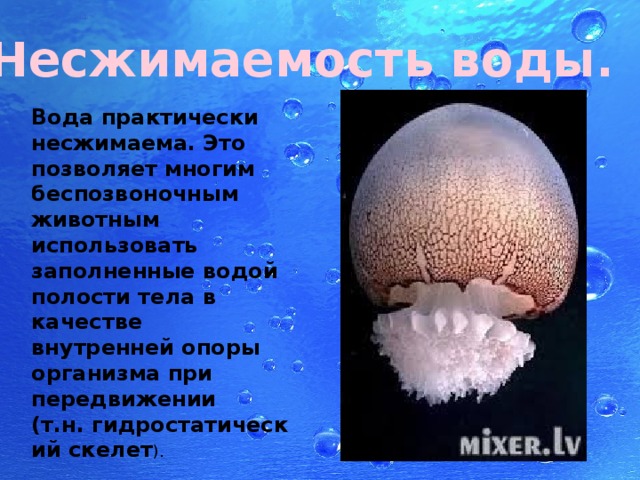 Несжимаемость воды. Вода практически несжимаема. Это позволяет многим беспозвоночным животным использовать заполненные водой полости тела в качестве внутренней опоры организма при передвижении (т.н. гидростатический скелет ). 