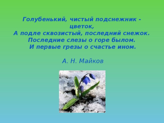Голубенький, чистый подснежник - цветок,  А подле сквозистый, последний снежок.  Последние слезы о горе былом.  И первые грезы о счастье ином.    А. Н. Майков