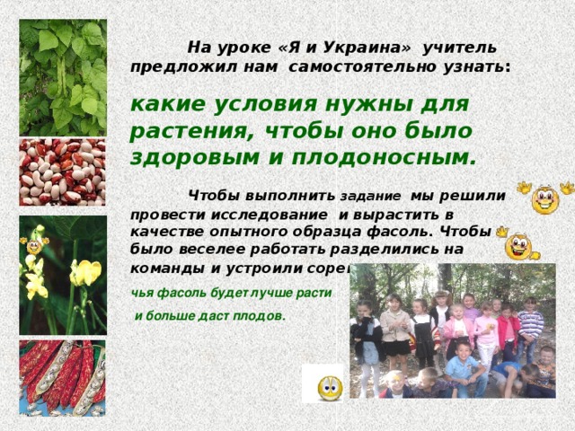  На уроке «Я и Украина» учитель предложил нам самостоятельно узнать : какие условия нужны для растения, чтобы оно было здоровым и плодоносным.  Чтобы выполнить задание  мы решили провести исследование и вырастить в качестве опытного образца фасоль. Чтобы было веселее работать разделились на команды и устроили соревнование :  чья фасоль будет лучше расти  и больше даст плодов. 