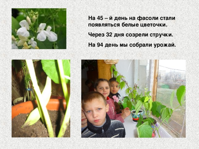 На 45 – й день на фасоли стали появляться белые цветочки. Через 32 дня созрели стручки. На 94 день мы собрали урожай.  