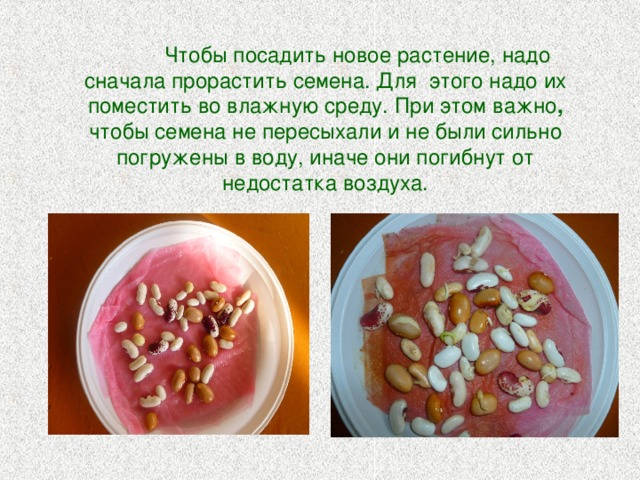  Чтобы посадить новое растение, надо сначала прорастить семена. Для этого надо их поместить во влажную среду. При этом важно ,  чтобы семена не пересыхали и не были сильно погружены в воду, иначе они погибнут от недостатка воздуха. 