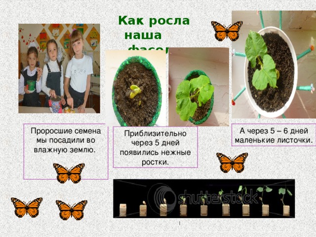 Проект фасоль 3 класс окружающий мир