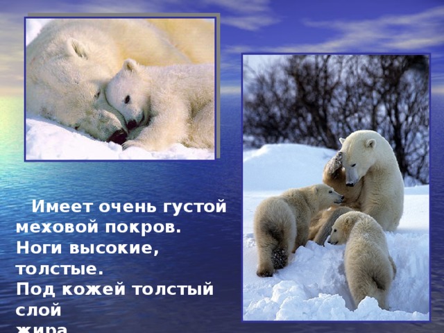 Имеет очень густой меховой покров. Ноги высокие, толстые. Под кожей толстый слой жира.