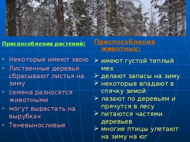 Приспособления животных:  имеют густой теплый мех делают запасы на зиму некоторые впадают в спячку зимой лазают по деревьям и прячутся в лесу питаются частями деревьев многие птицы улетают на зиму на юг Приспособления растений :  Некоторые имеют хвою Лиственные деревья сбрасывают листья на зиму семена разносятся животными могут вырастать на вырубках Теневыносливые 