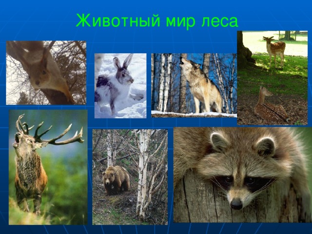 Животный мир леса 1. елка 2.Заяц 3.Волк 4,5. Олени 6. Медведь 7.Енот 14 