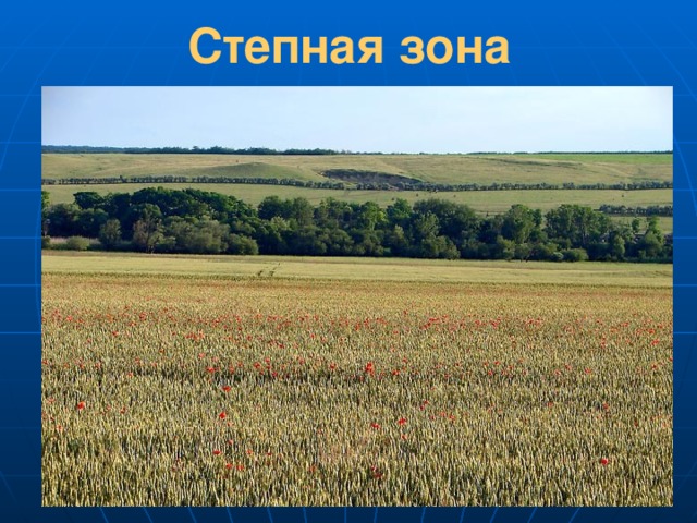 Степная  зона Степи – это травяные равнины. Степь – одно из самых благоприятных мест для жизни.За 1 сезон степные растения вырастают до 1 метра, а кукуруза даже выше человеческого роста. Верхний слой земли в степи – чернозем – самая плодородная почва в мире. 14 