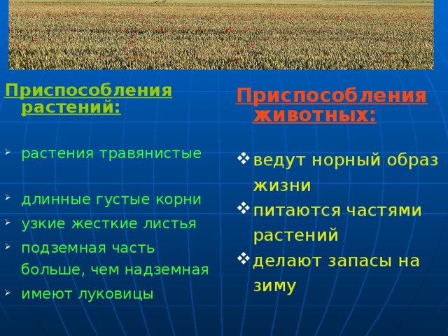 Приспособления растений:  растения травянистые длинные густые корни узкие жесткие листья подземная часть больше, чем надземная имеют луковицы Приспособления животных:  ведут норный образ жизни питаются частями растений делают запасы на зиму 14 