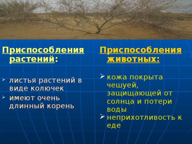 Приспособления растений : Приспособления животных:   листья растений в виде колючек имеют очень длинный корень кожа покрыта чешуей, защищающей от солнца и потери воды неприхотливость к еде 