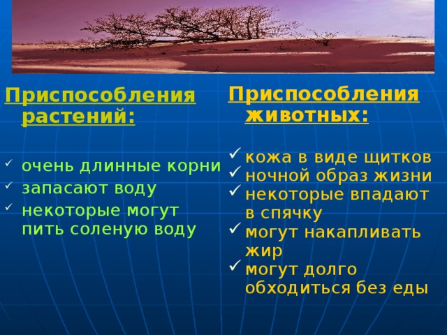 Приспособления животных:  кожа в виде щитков ночной образ жизни некоторые впадают в спячку могут накапливать жир могут долго обходиться без еды Приспособления растений:  очень длинные корни запасают воду некоторые могут пить соленую воду Растения умеют доставать, запасать, экономить и даже пить соленую воду. Твердые щитки на коже животных защищают их от жары и испарения. Многие приспособлены к ночному образу жизни (тушканчик), имея хорошее зрение, позволяющее охотиться по ночам, когда не так жарко. Днем они спят в прохладных норах. Некоторые впадают в спячку в наиболее жаркое время года. Верблюды запасают жир в горбах на спине. За время путешествия по пустыне он не пьет, но его горбы постепенно худеют. 30 