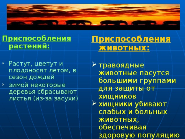 Приспособления растений: Приспособления животных:   Растут, цветут и плодоносят летом, в сезон дождей зимой некоторые деревья сбрасывают листья (из-за засухи) травоядные животные пасутся большими группами для защиты от хищников хищники убивают слабых и больных животных, обеспечивая здоровую популяцию В саванне самое большое разнообразие крупных травоядных животных и хищников на земле. 30 