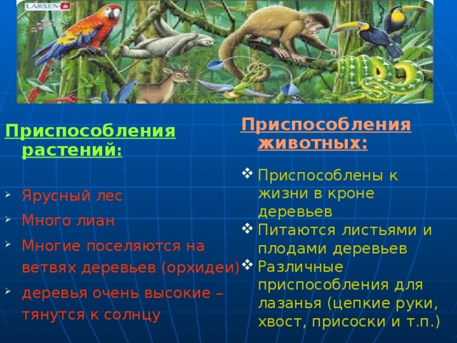 Приспособления животных:  Приспособлены к жизни в кроне деревьев Питаются листьями и плодами деревьев Различные приспособления для лазанья (цепкие руки, хвост, присоски и т.п.) Приспособления растений :  Ярусный лес Много лиан Многие поселяются на ветвях деревьев (орхидеи) деревья очень высокие – тянутся к солнцу В тропическом лесу царят сырость и полумрак. Деревья тянутся к солнцу, достигая высоты 20-ти этажного дома. В каждом ярусе леса огромное разнообразие растений. Растения растут очень быстро в условиях жаркого и влажного климата. Все животные приспособлены к жизни в ветвях деревьев. Даже хищники, такие как пантера, прекрасно лазают по деревьям. 30 